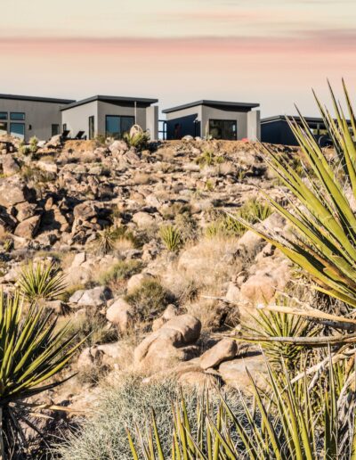 Desert landscape at sunset featuring yucca plants and modern buildings in the background.