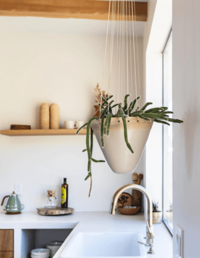 Hanging potted plant above a kitchen sink with floating shelves in the background.